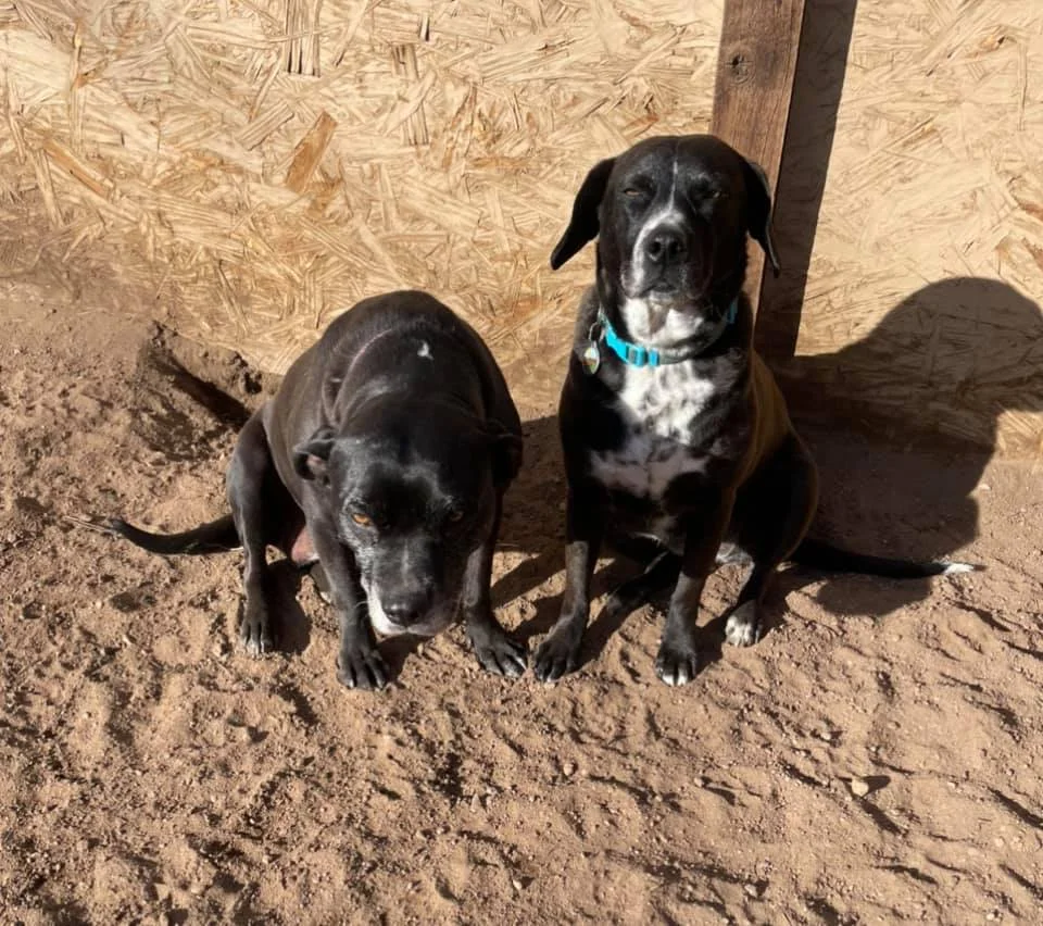 Adopt a Pet Estes Park