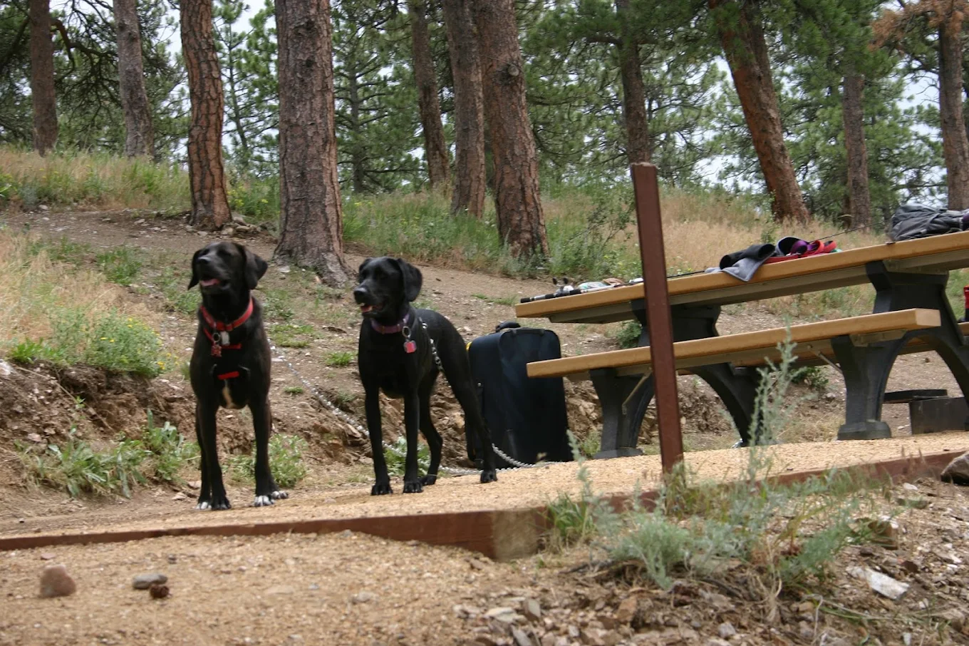 Dog Daycare in Estes Park
