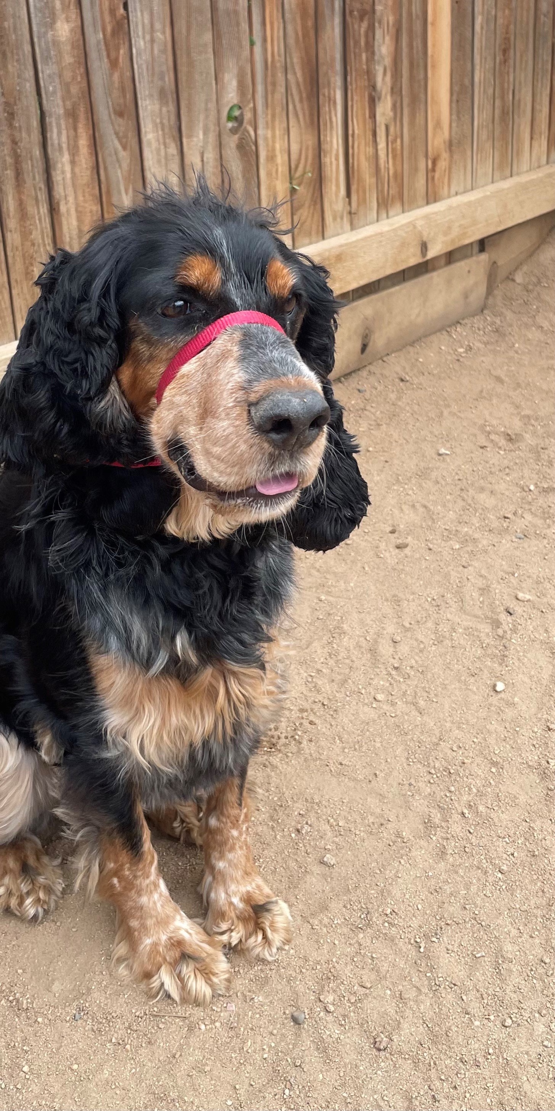 Longmont Dog Grooming