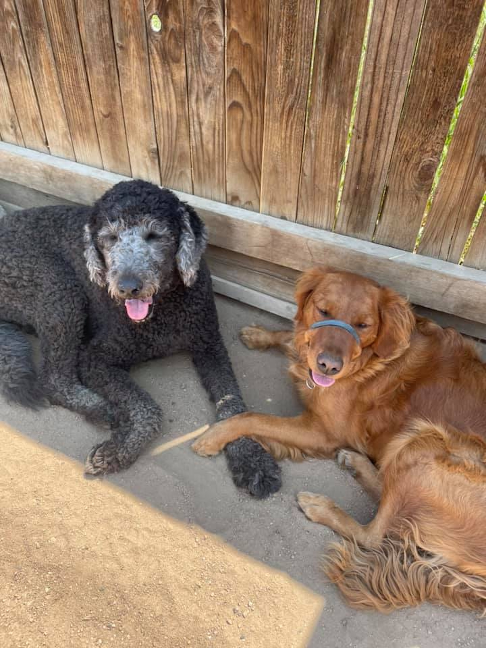 Allenspark Dog Grooming