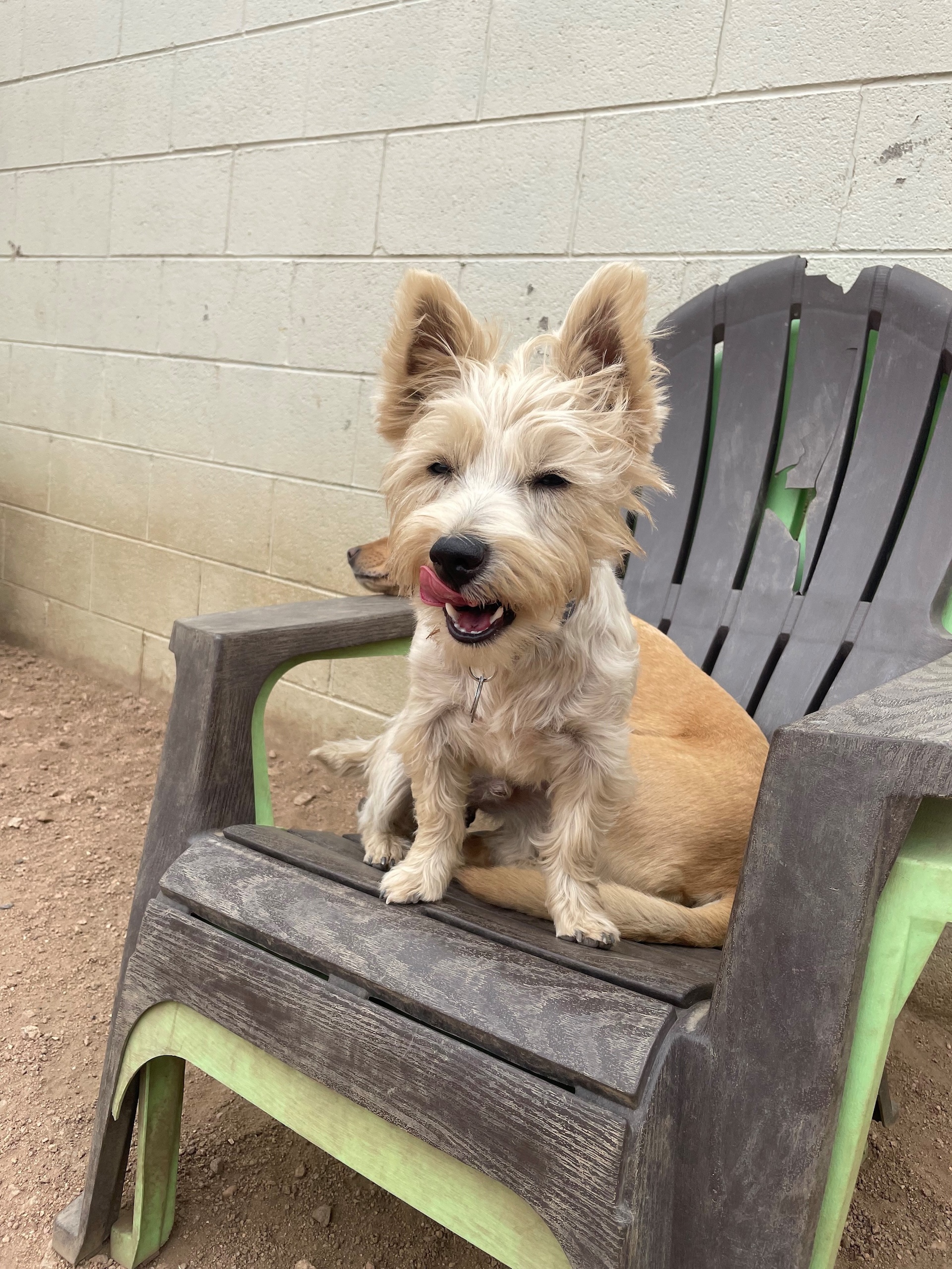 Boulder Dog Grooming