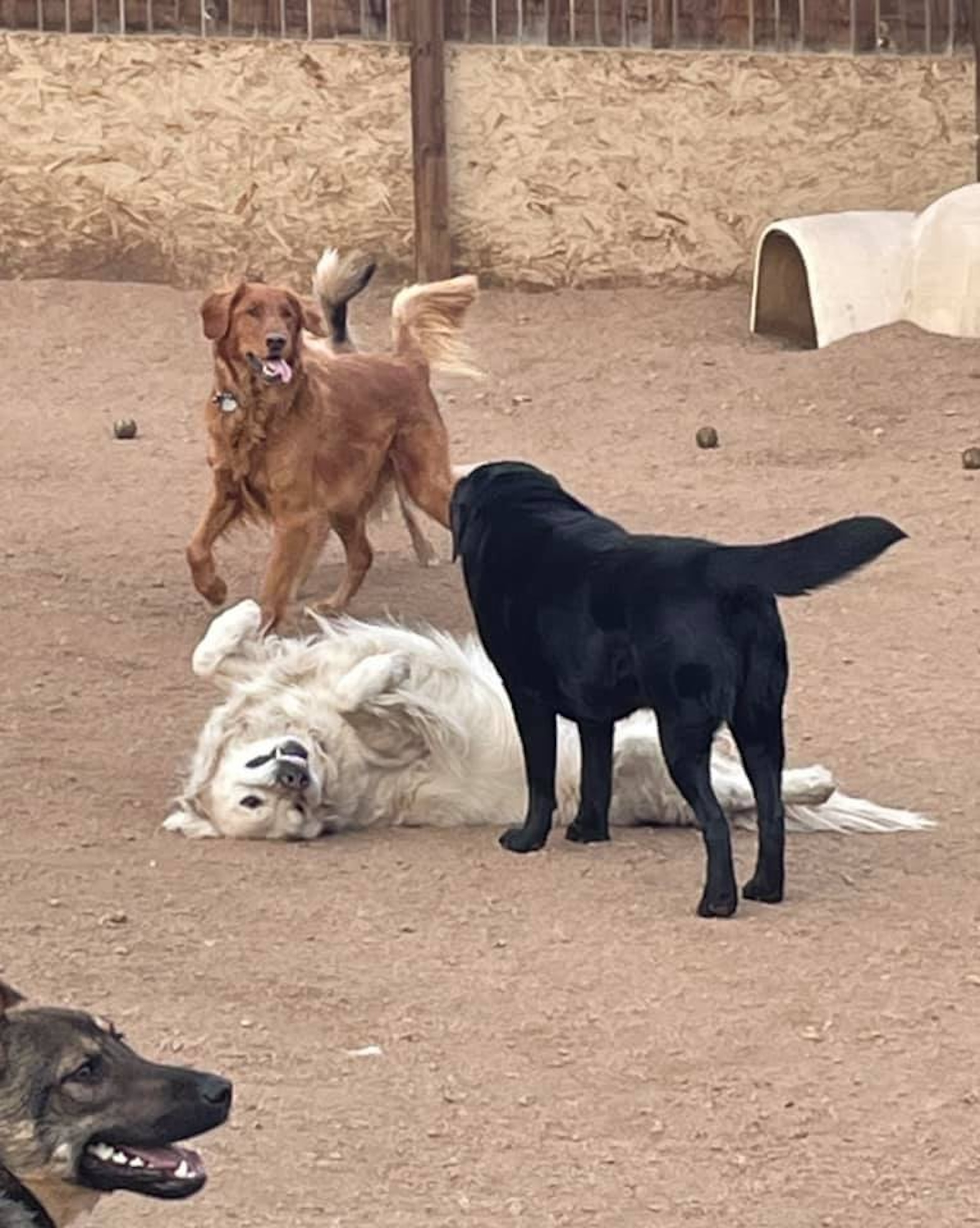 Allenspark Dog Boarding