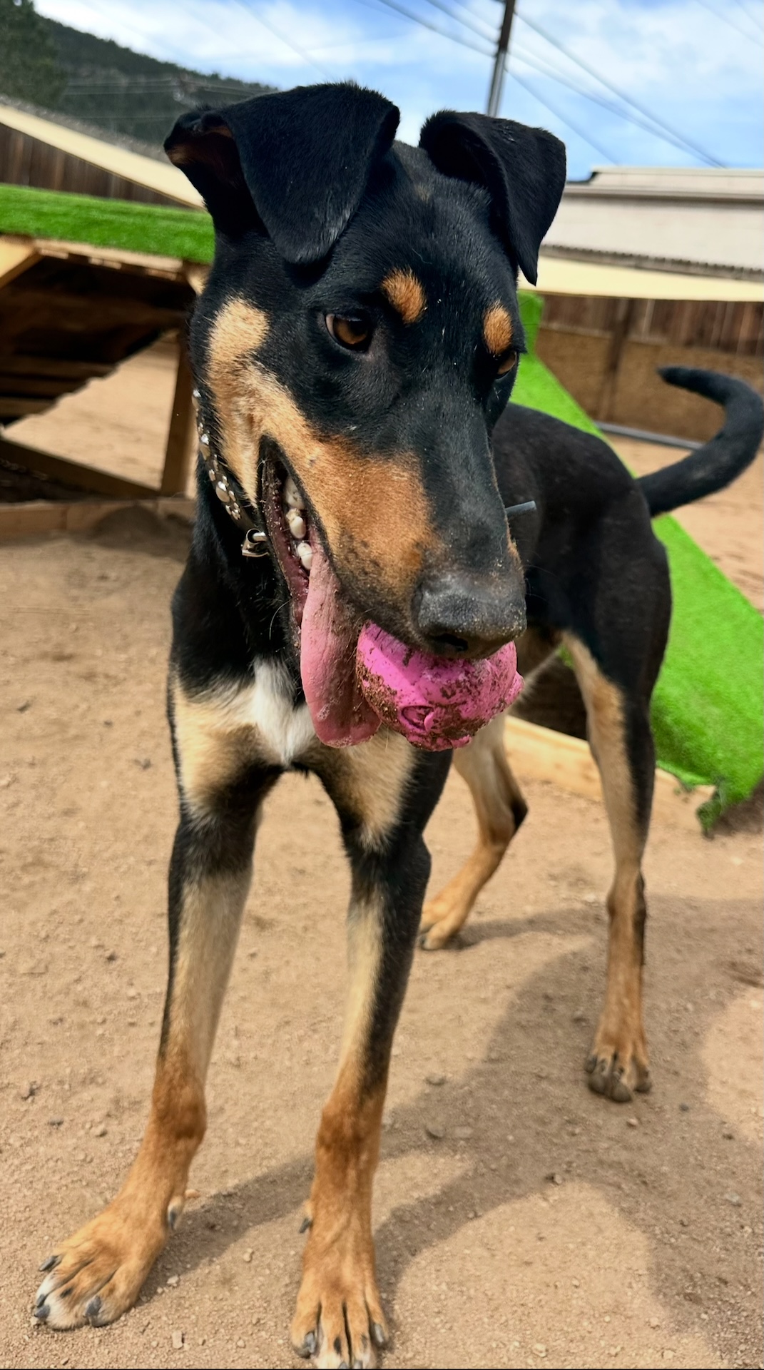 Berthoud Dog Grooming