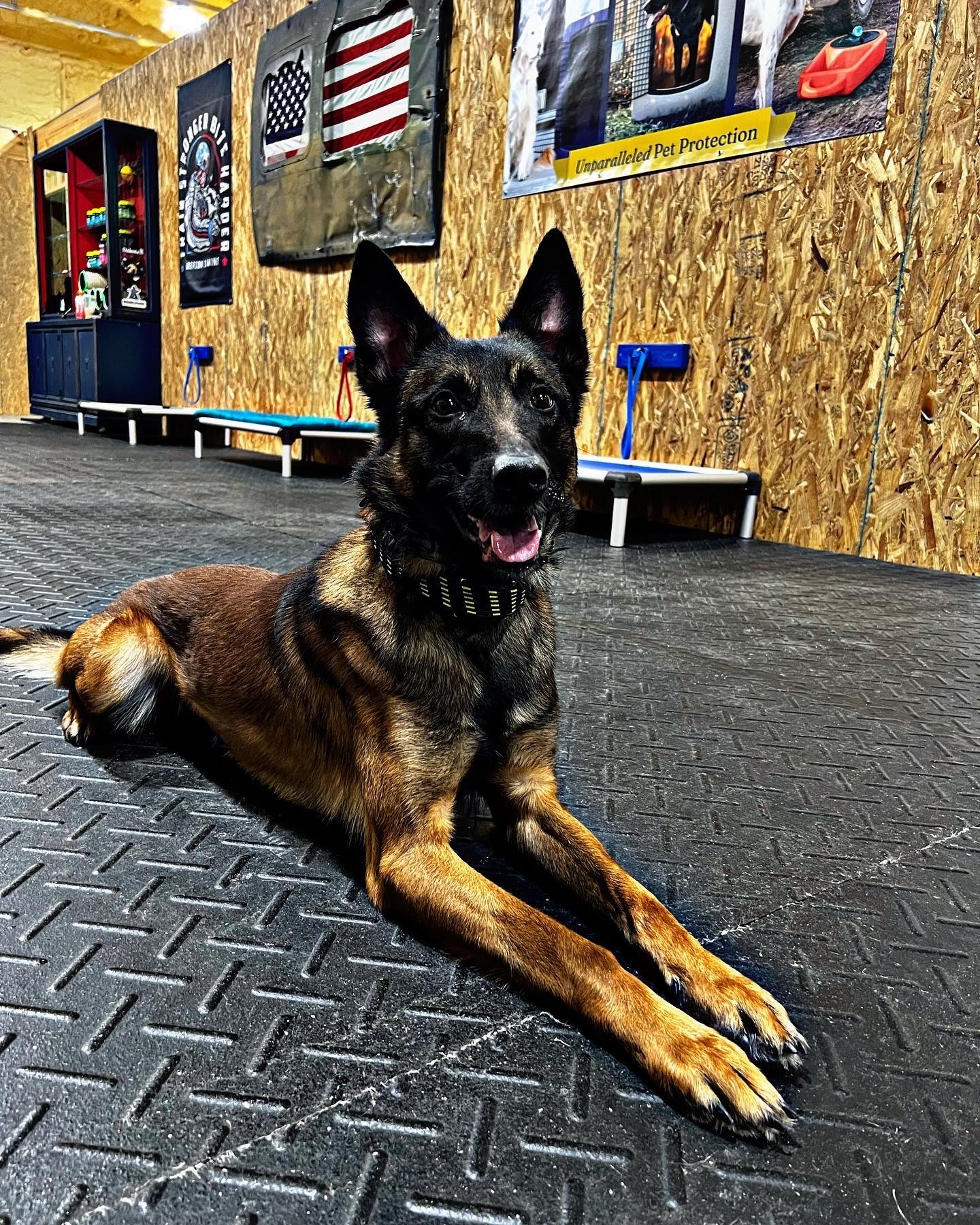 Cornerstone K9 Adult Board & Train GUARANTEED RESULTS