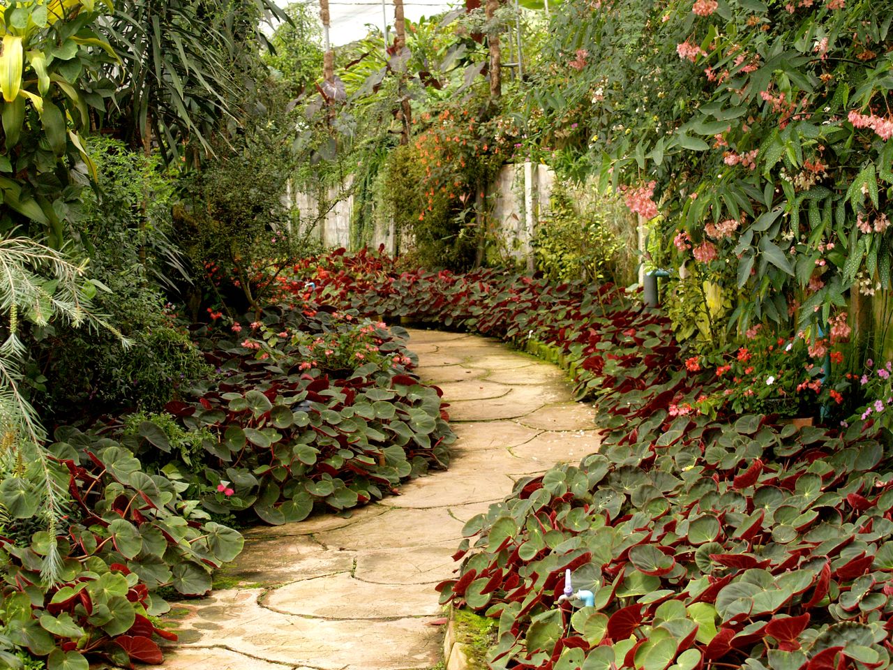 A tranquil garden pathway surrounded by vibrant tropical plants & flowers by icon0 com A tranquil garden pathway surrounded by vibrant tropical plants & flowers by icon0 com