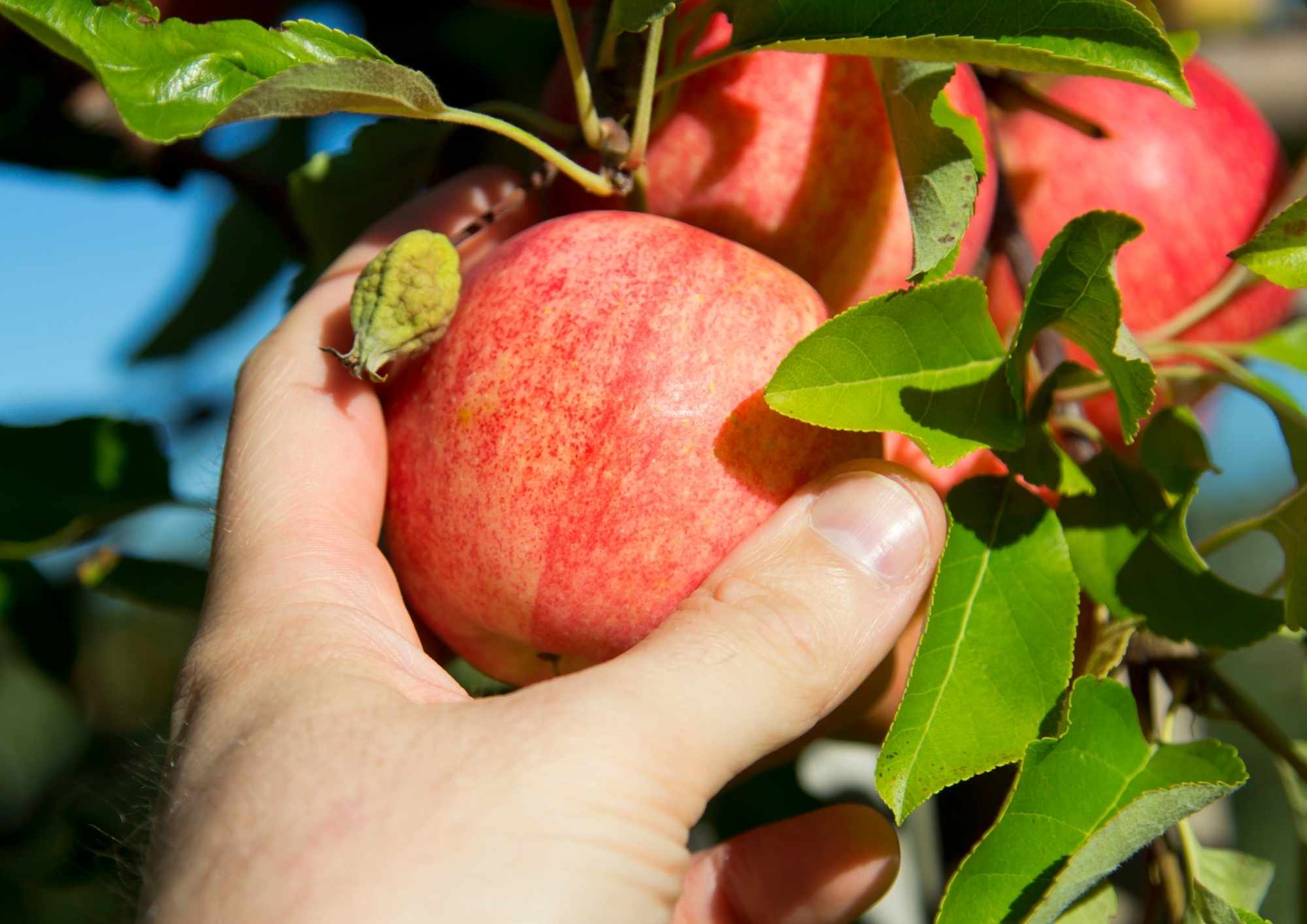Apple Picking Philadelphia Apple Picking Philadelphia