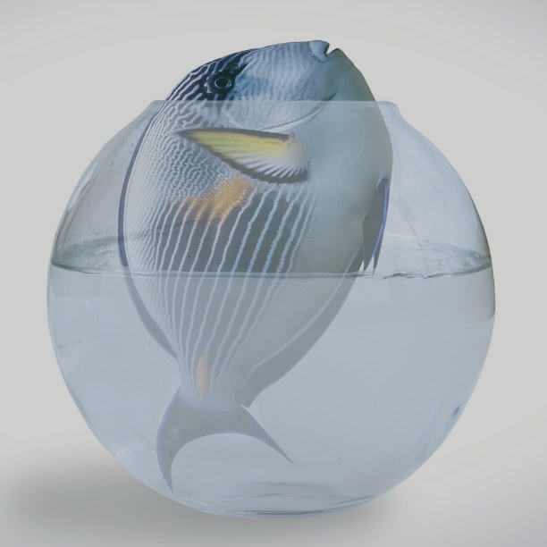 A fish that has outgrown its round glass bowl