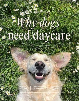 Why dogs need daycare post