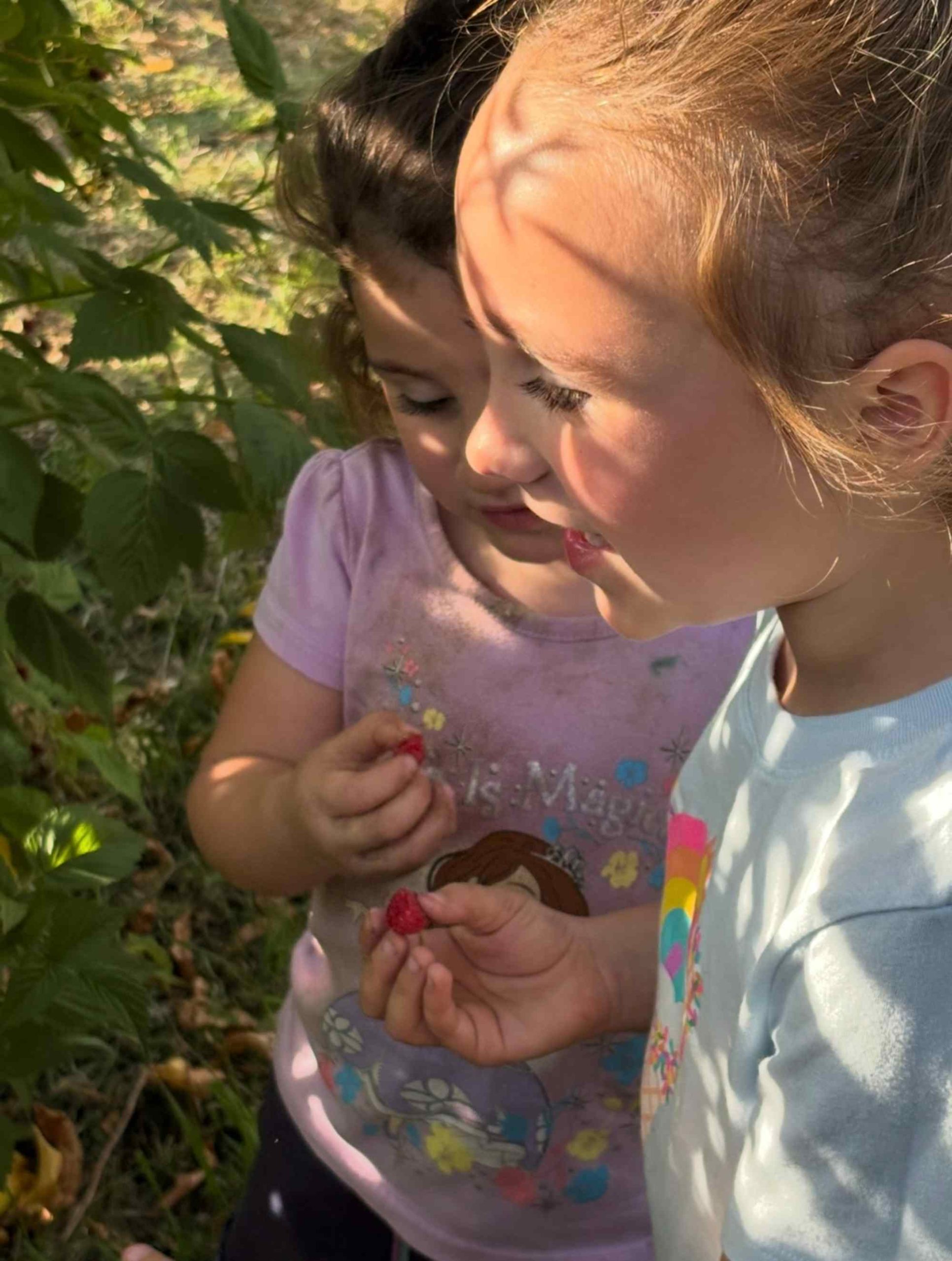 Little girls looking at berries