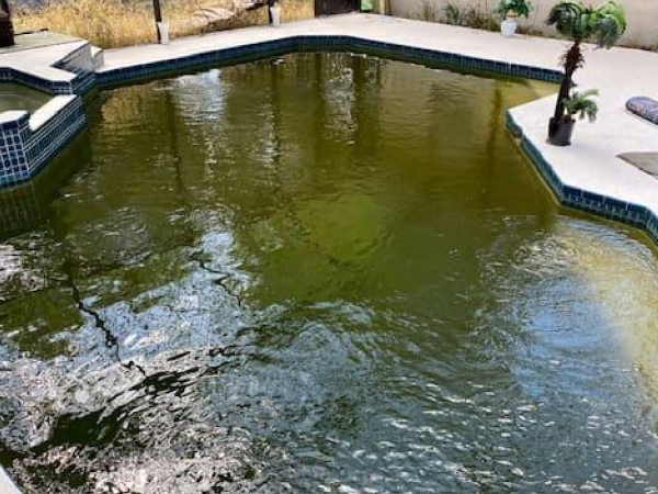 Green pool before treatment