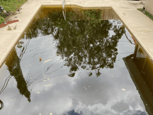 Green pool before treatment