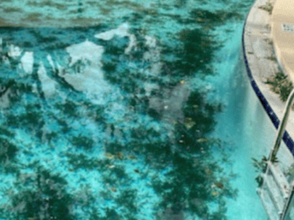 Pool before recurring maintenance