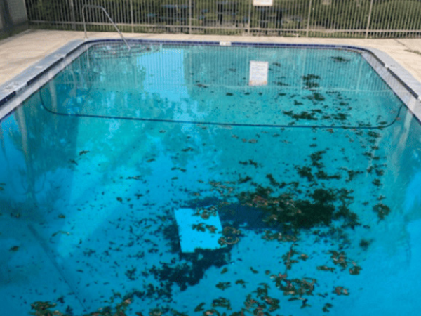 Pool before recurring maintenance