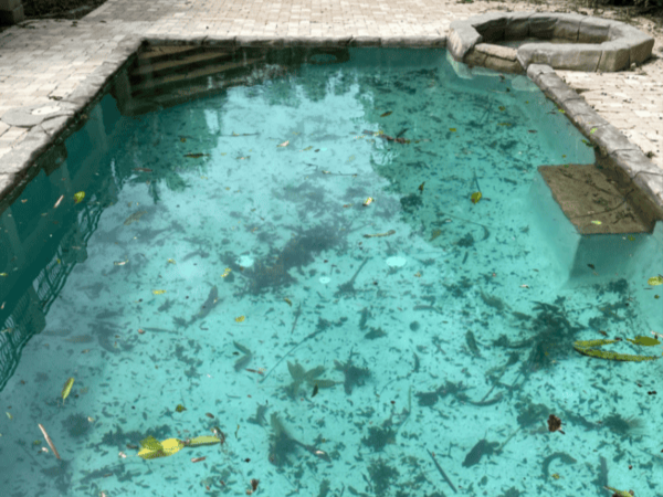Pool before recurring maintenance
