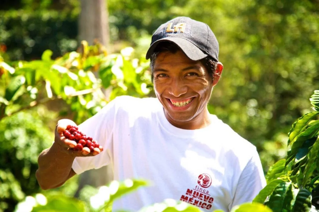 Recolector con playera de Finca Nuevo México mostrando cerezas de café maduras en la mano