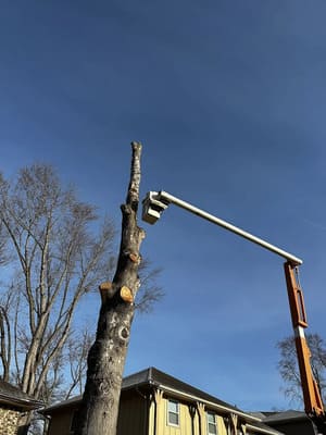 {{ custom_values.service_1 }} in {{custom_values.area_4})