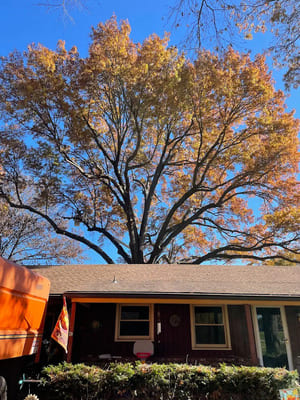 {{ custom_values.service_3 }} in {{custom_values.area_5})