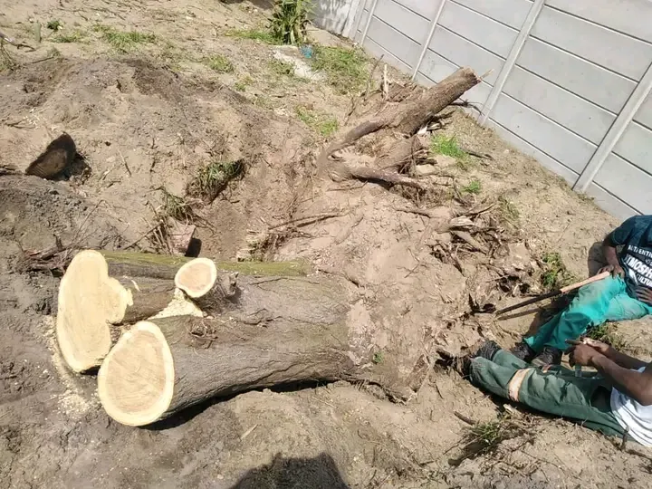 Felled tree trunk and roots being cleared by the Mis-tic crew