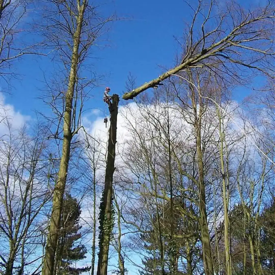 Tree felling by Mis-tic Landscaping in Cape Town, photo 3