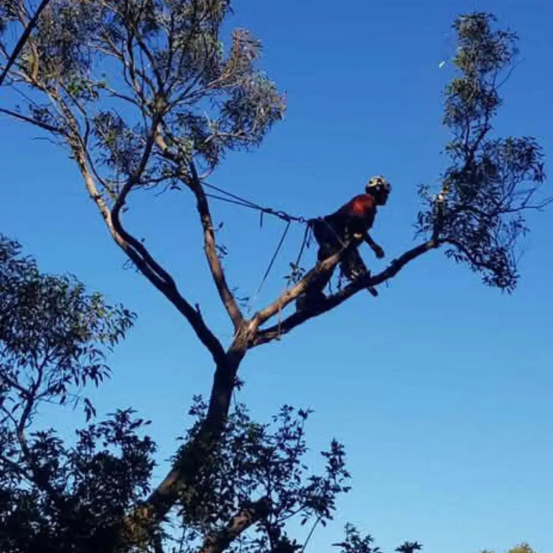 Tree felling by Mis-tic Landscaping in Cape Town, photo 4