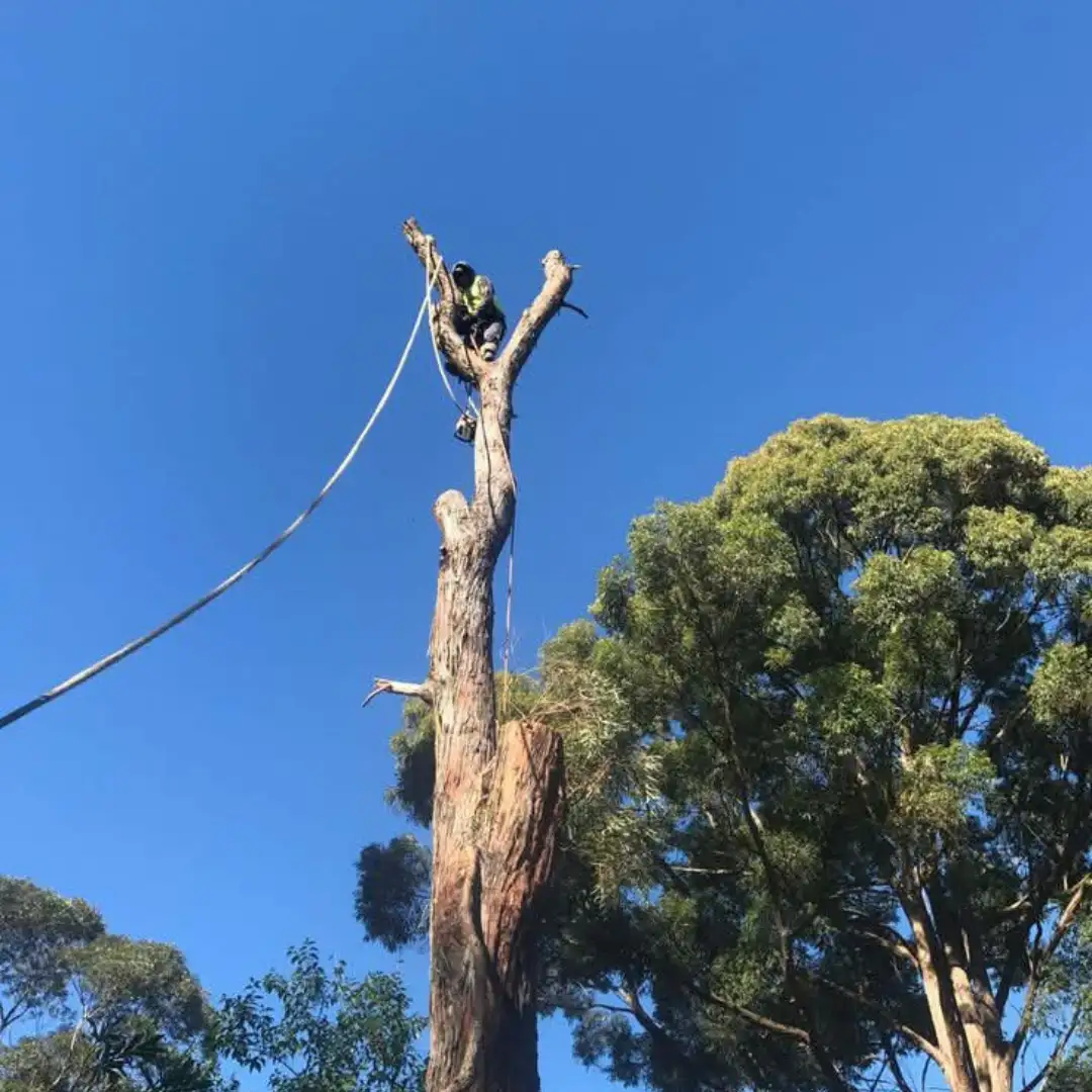 Tree felling by Mis-tic Landscaping in Cape Town, photo 5