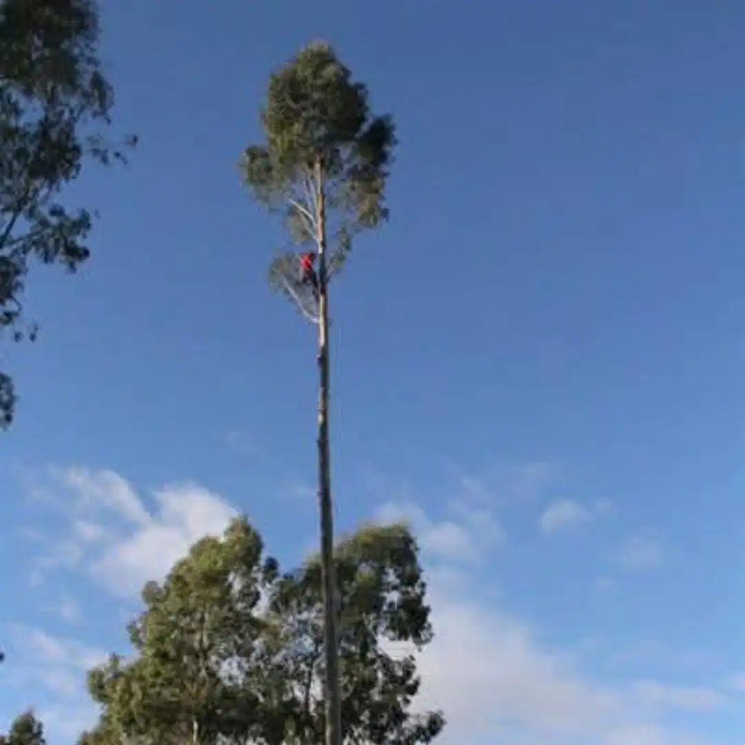 Tree felling by Mis-tic Landscaping in Cape Town, photo 2