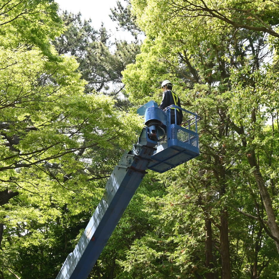 Why Your Tree Service Company Is Not Showing Up on Google