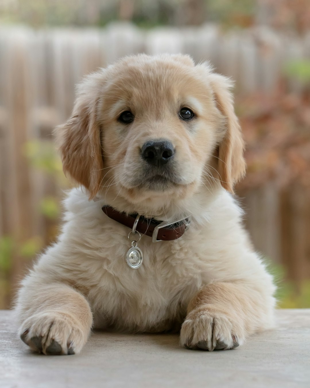 Niagara Dog Training - Business Photo