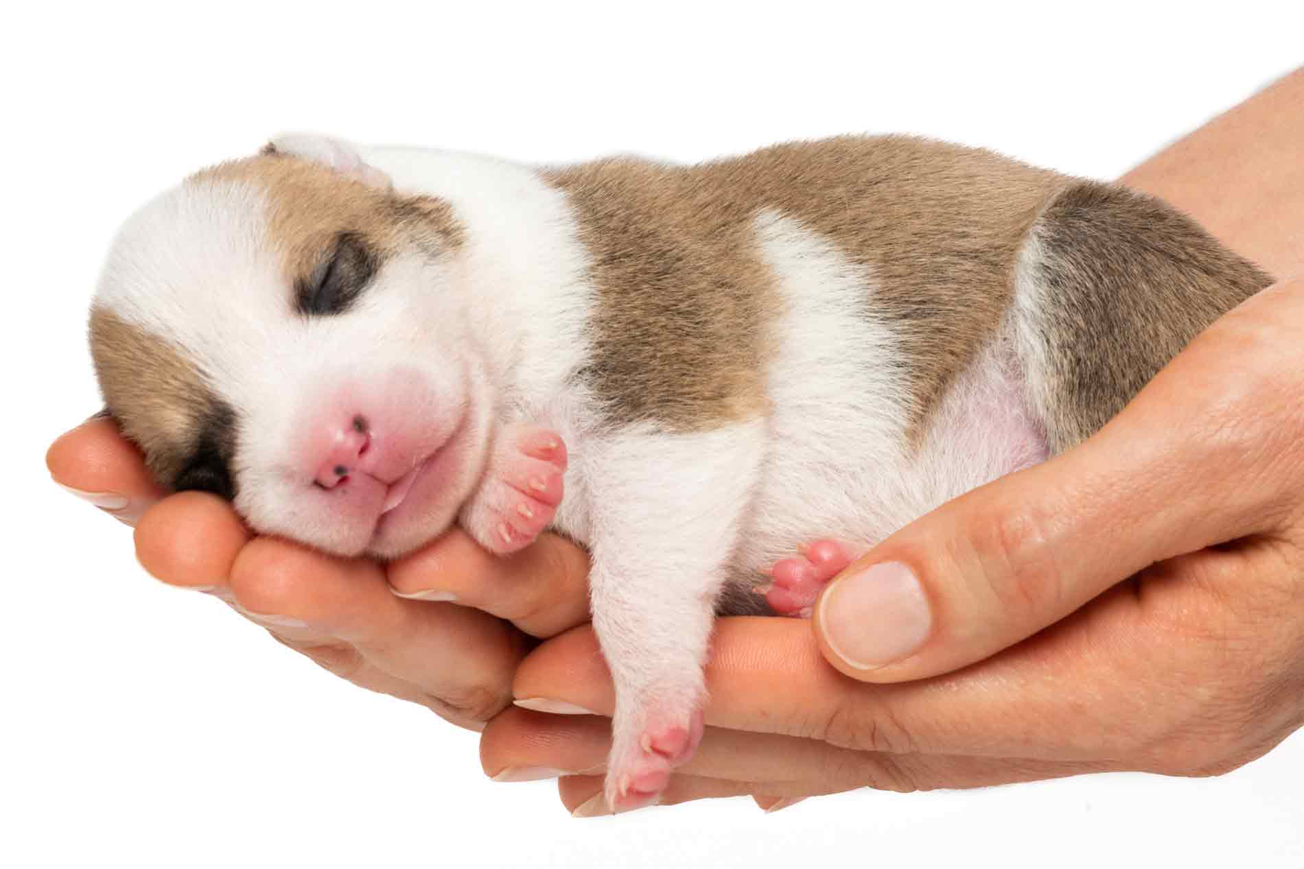 are puppies born with pink paws