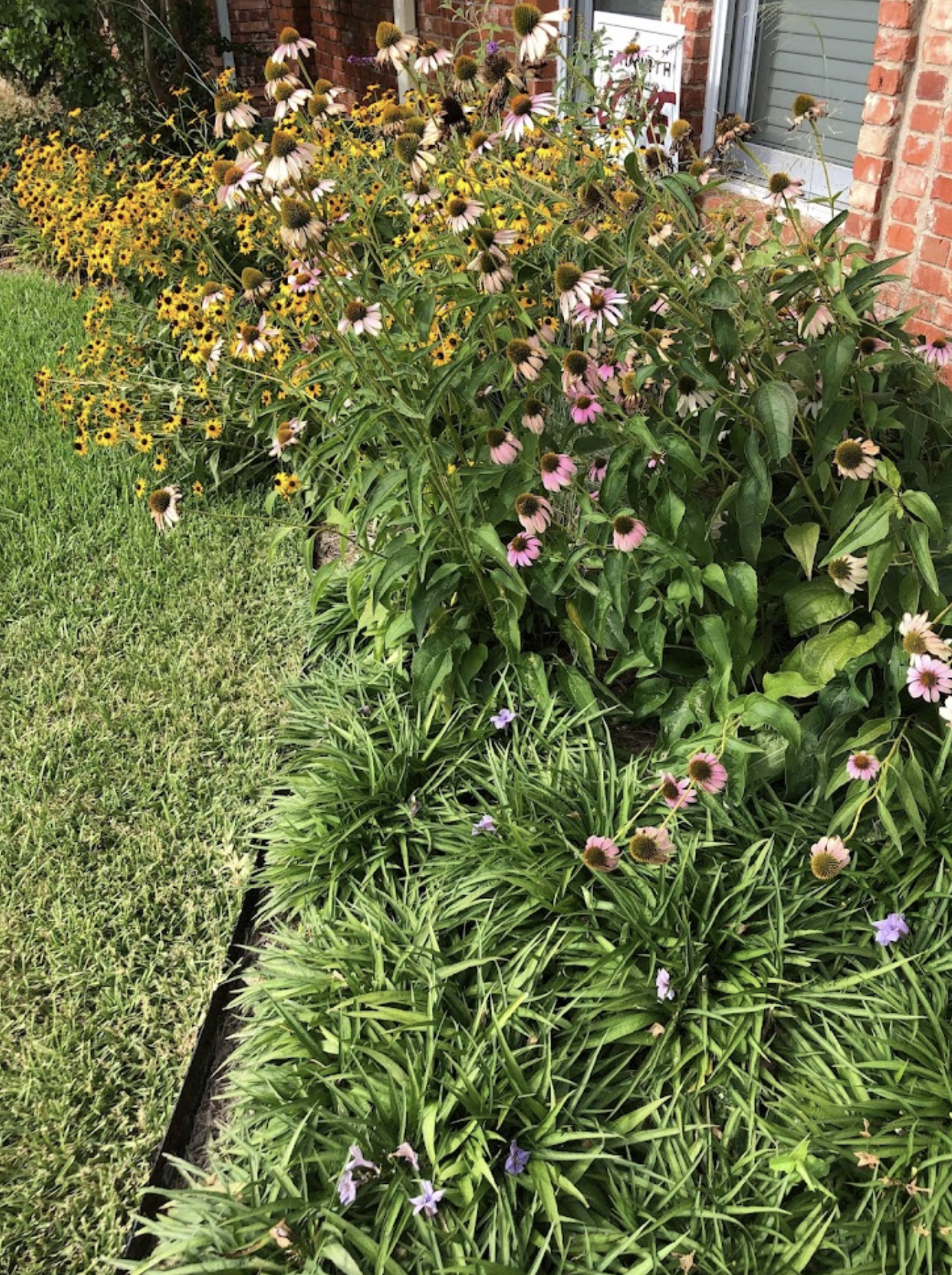 After: redesigned Frisco front yard