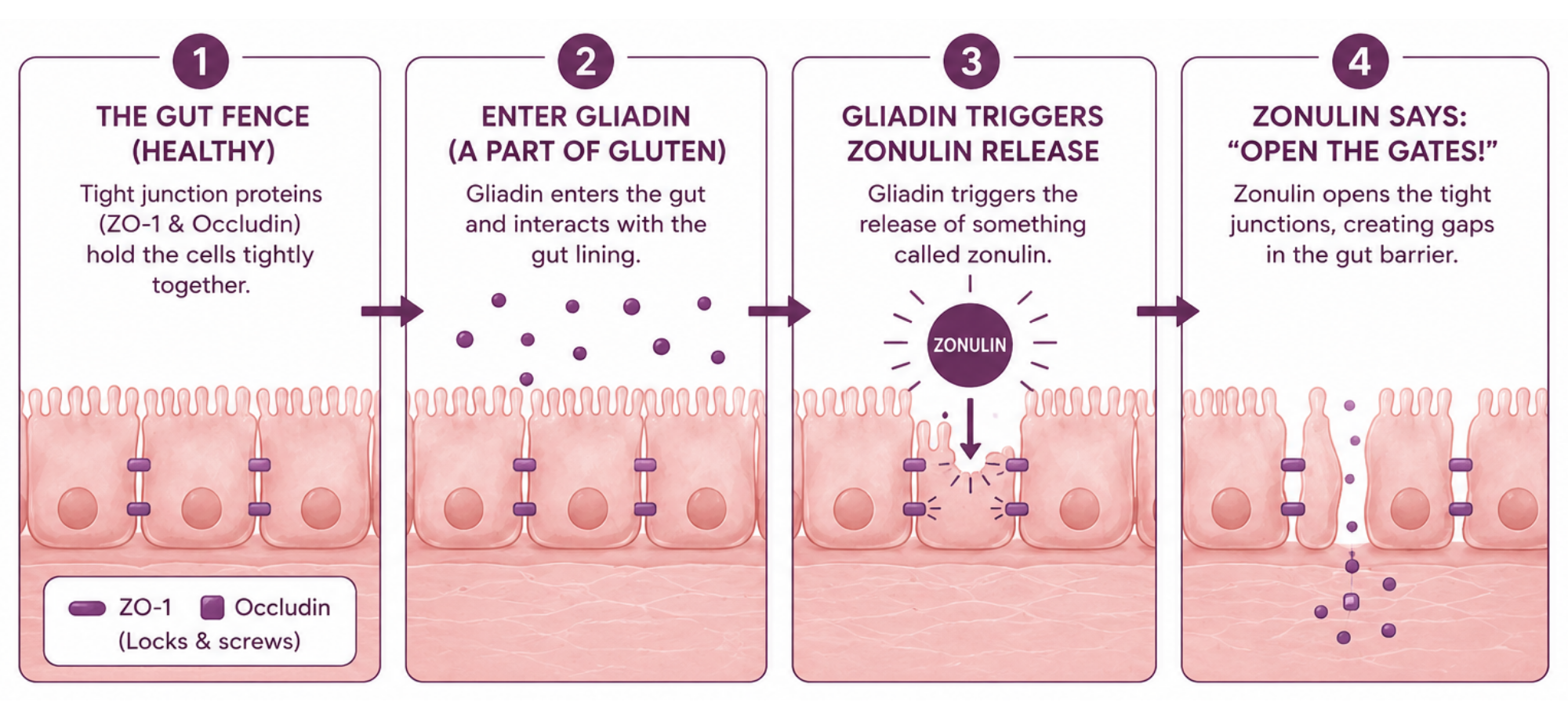 Gluten