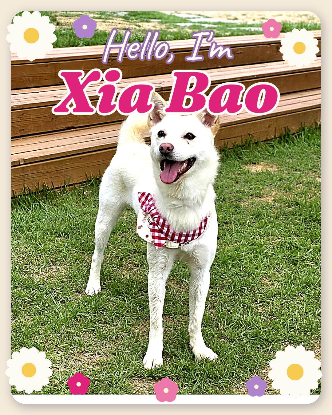 A small white Jindo mix sitting on grass at the Korean rescue, with the words Hello I'm Xia Bao
