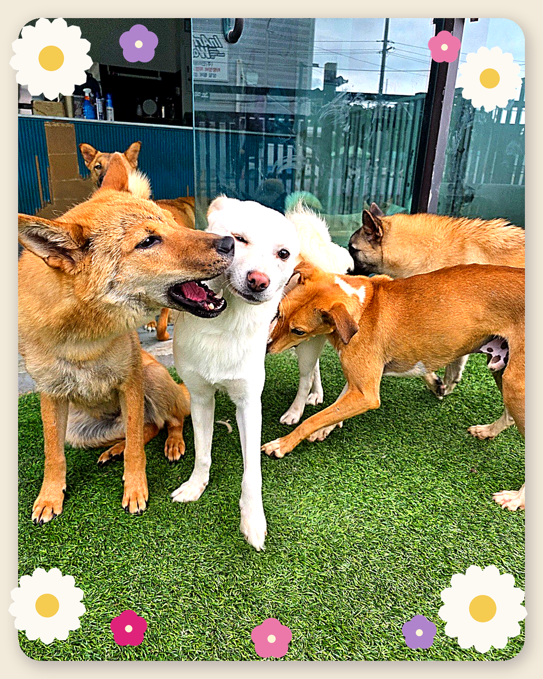 Xia Bao playing with the other rescue dogs in Korea before her flight