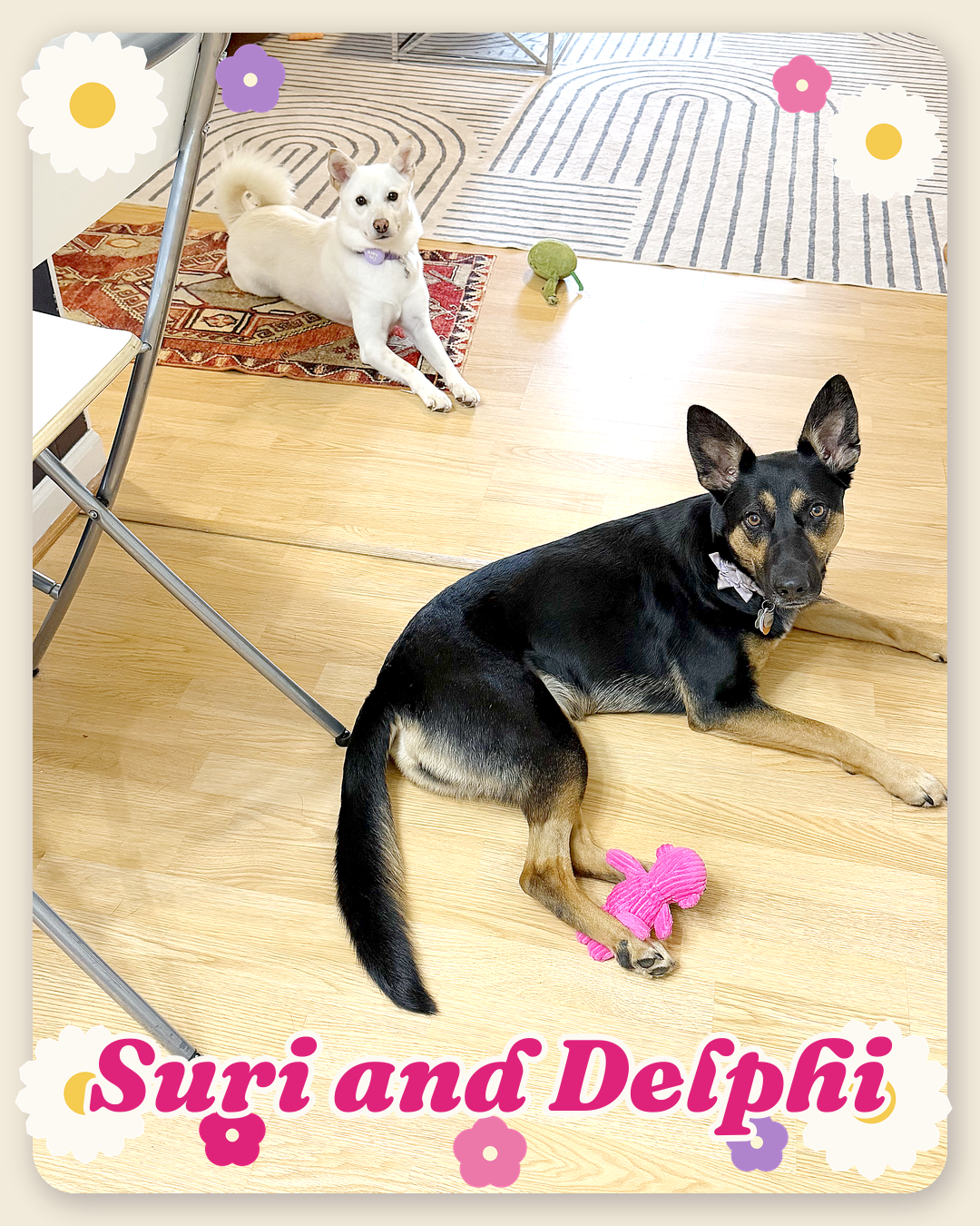 Suri and Delphi lying on the floor together at home