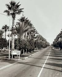 Palm-lined street in Litchfield Park Arizona neighborhood