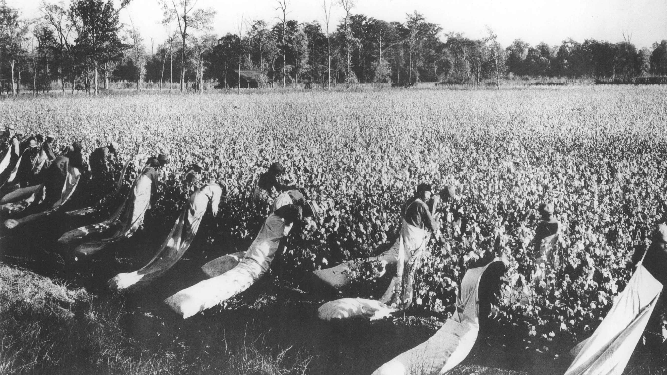 Historic black-and-white photograph of farm workers hand-harvesting long-staple cotton across vast irrigated fields on Goodyear Farms near Litchfield Park, Arizona, early 20th century
