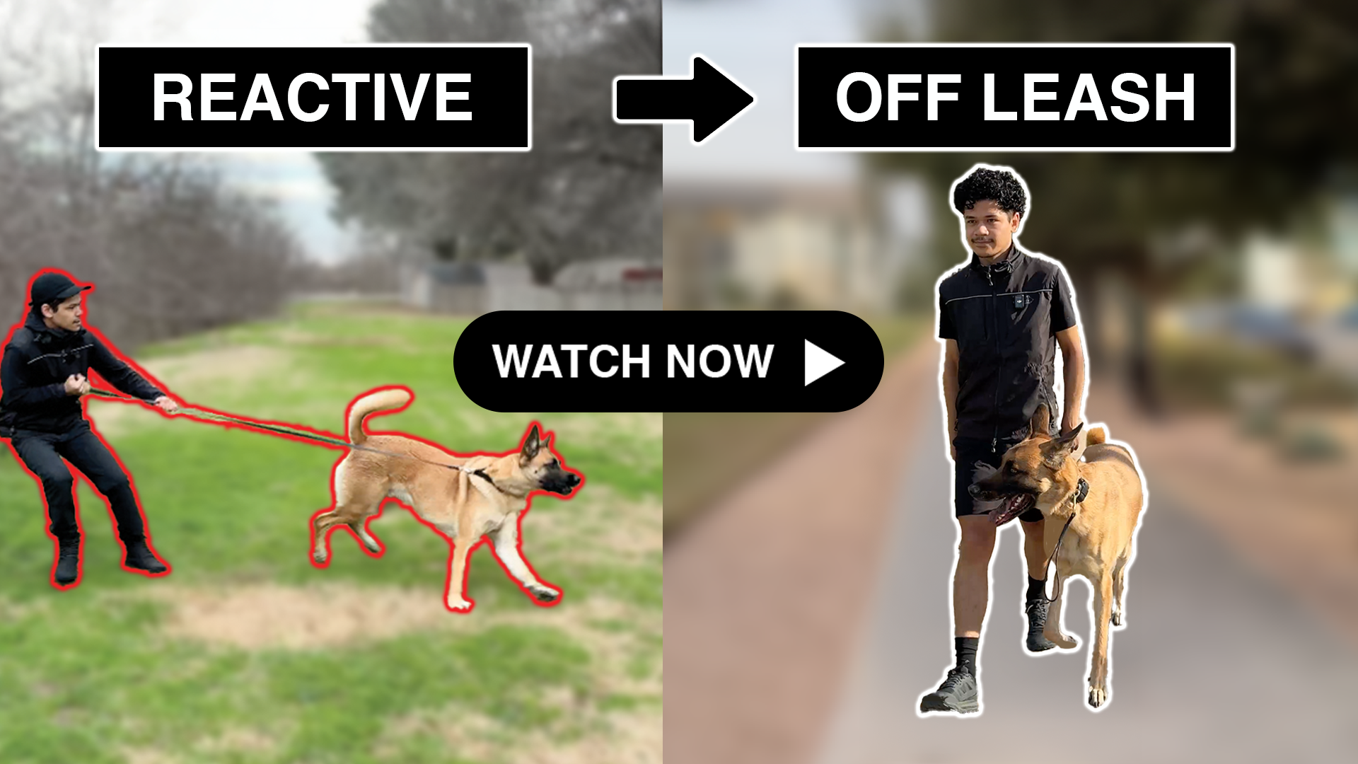 Hamilton Dog Training