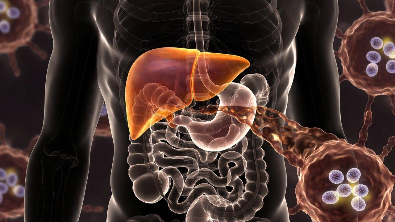 A conceptual image of a human silhouette with a glowing, transparent digestive system, showing a dark, syrupy liquid flowing toward the liver which is highlighted in an unhealthy amber color. Mitochondria (shown as small energy factories) in surrounding cells are dim or flickering. Scientific yet artistic, dark background.