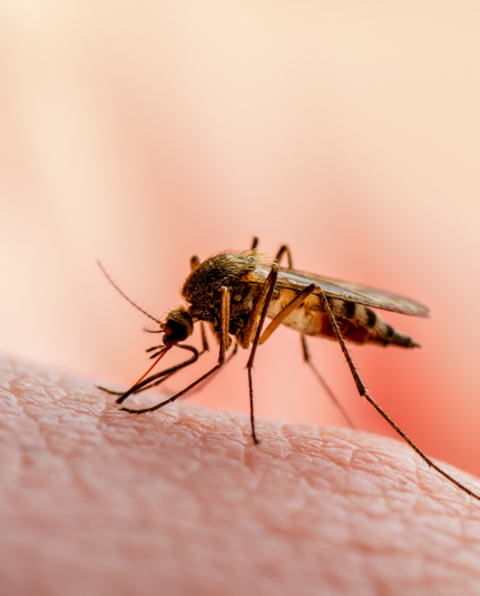 Hybrid Pest Control team member