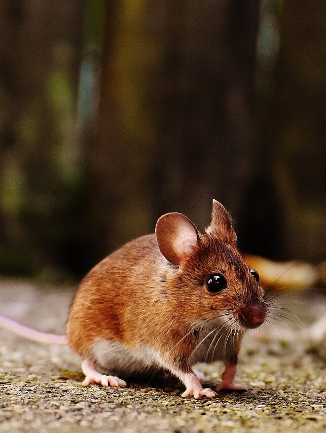 Pest control truck and equipment
