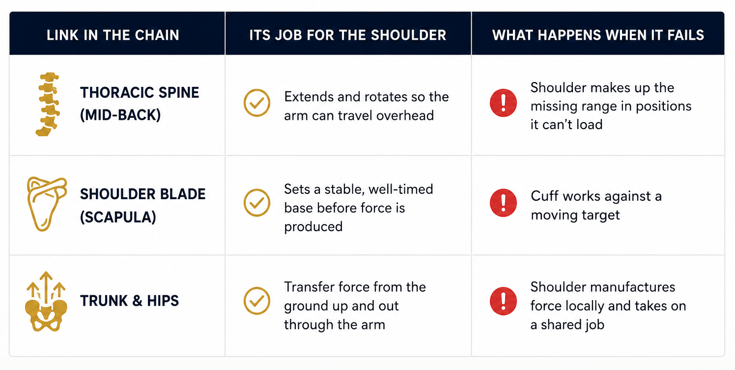 The shoulder rarely works alone. Every overhead movement relies on mobility, stability, and force transfer from the rest of the kinetic chain. When one link underperforms, the shoulder often pays the price. 