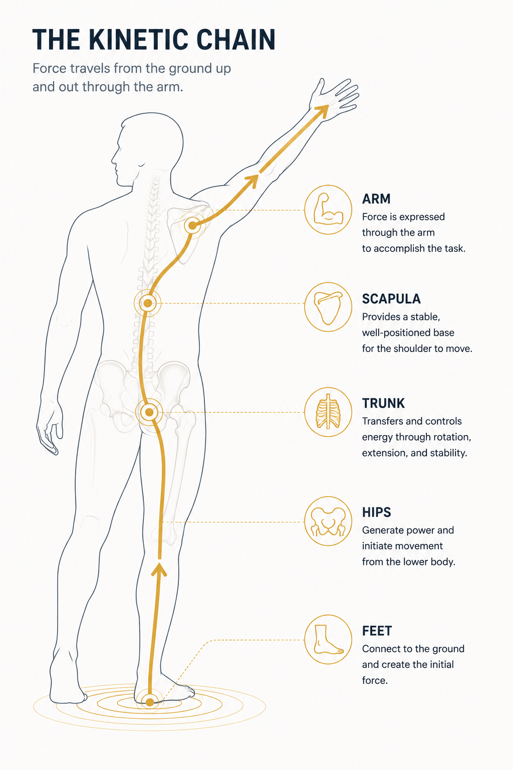anatomical diagram of a human figure showing the kinetic chain, an upward flowing line of force from the feet through the hips and trunk to the shoulder and arm