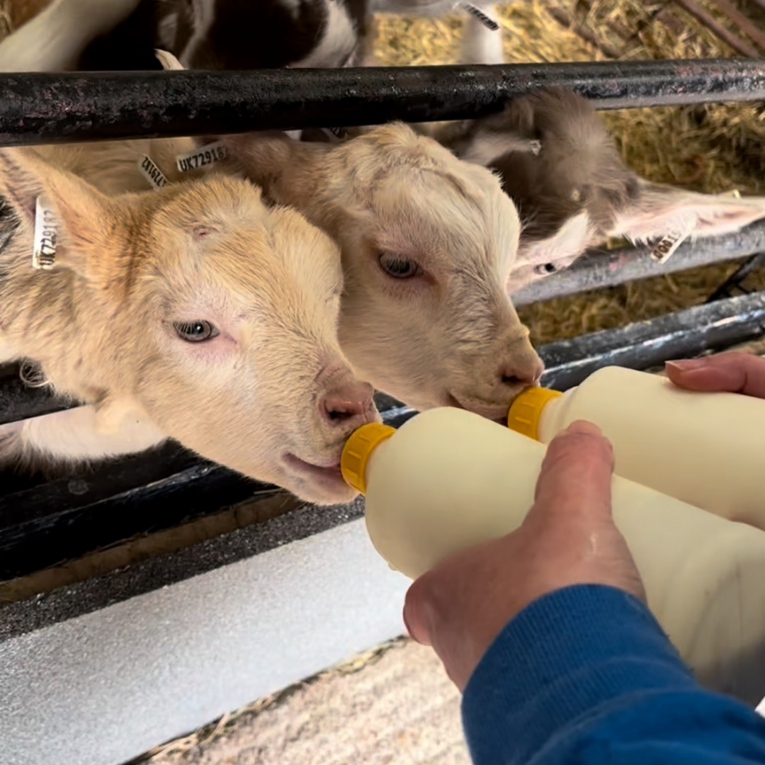Bottle feeding lambs and goats