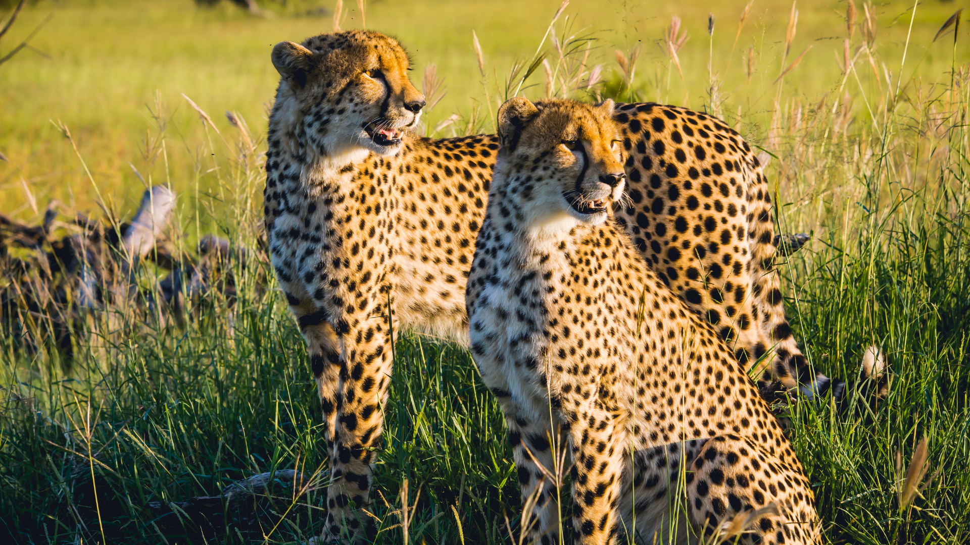 Luxury Tanzania