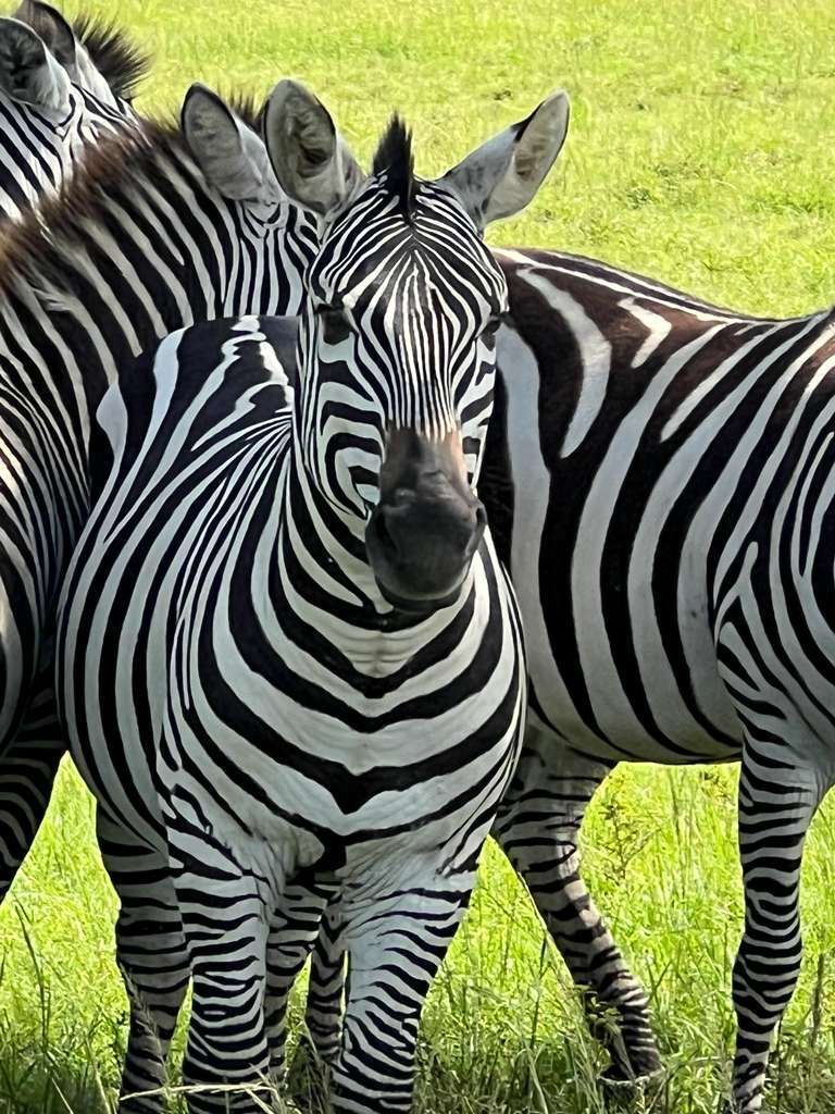 Micato Safari luxury camp Africa
