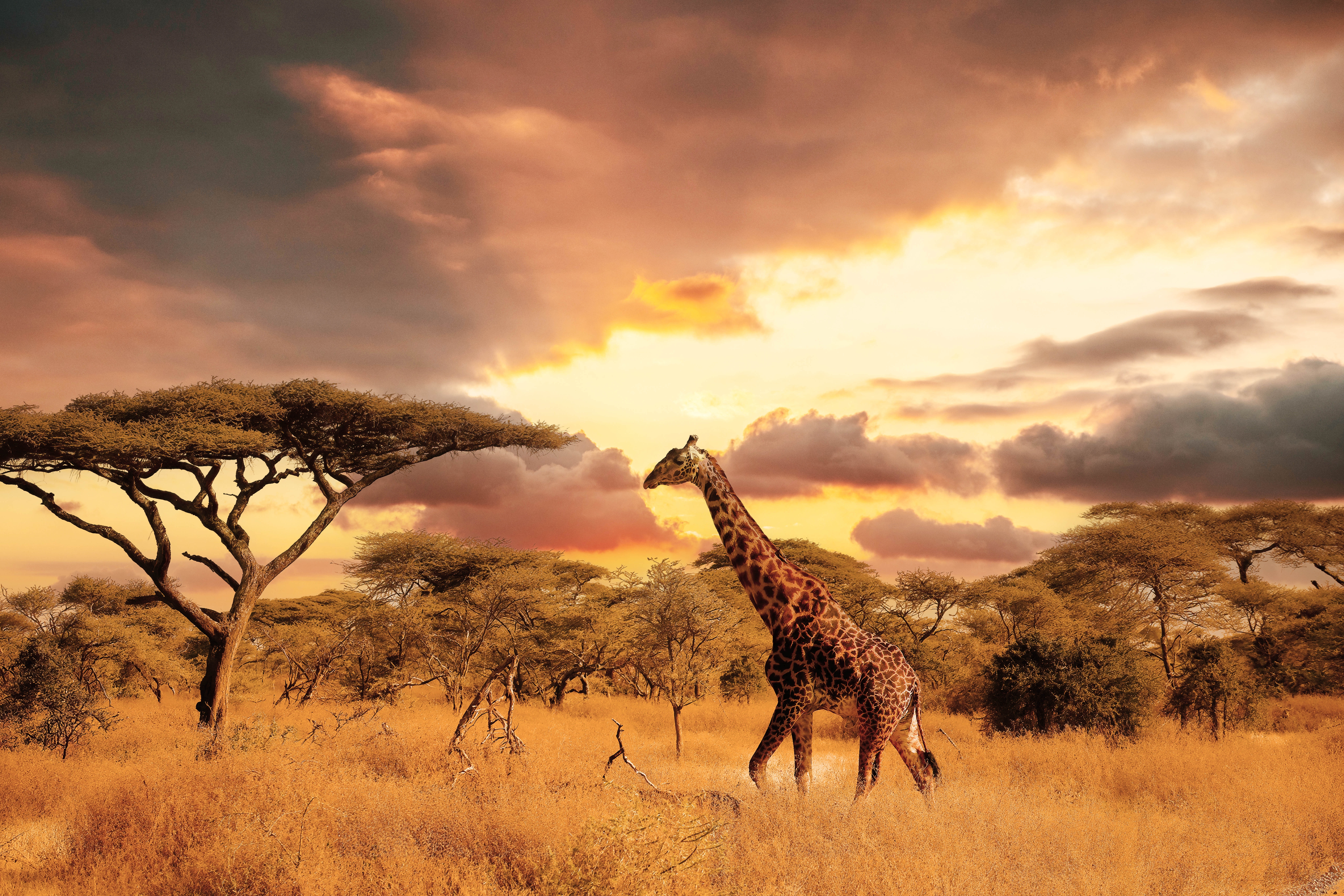 African nature beauty