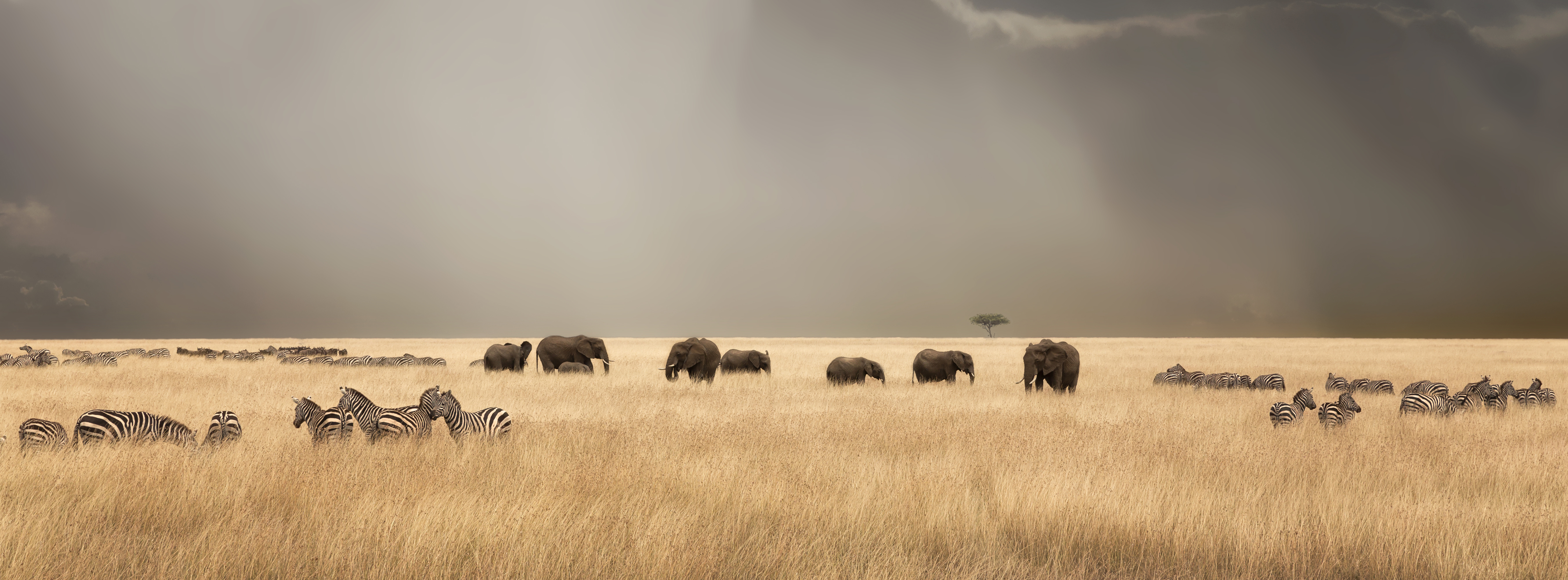 African safari