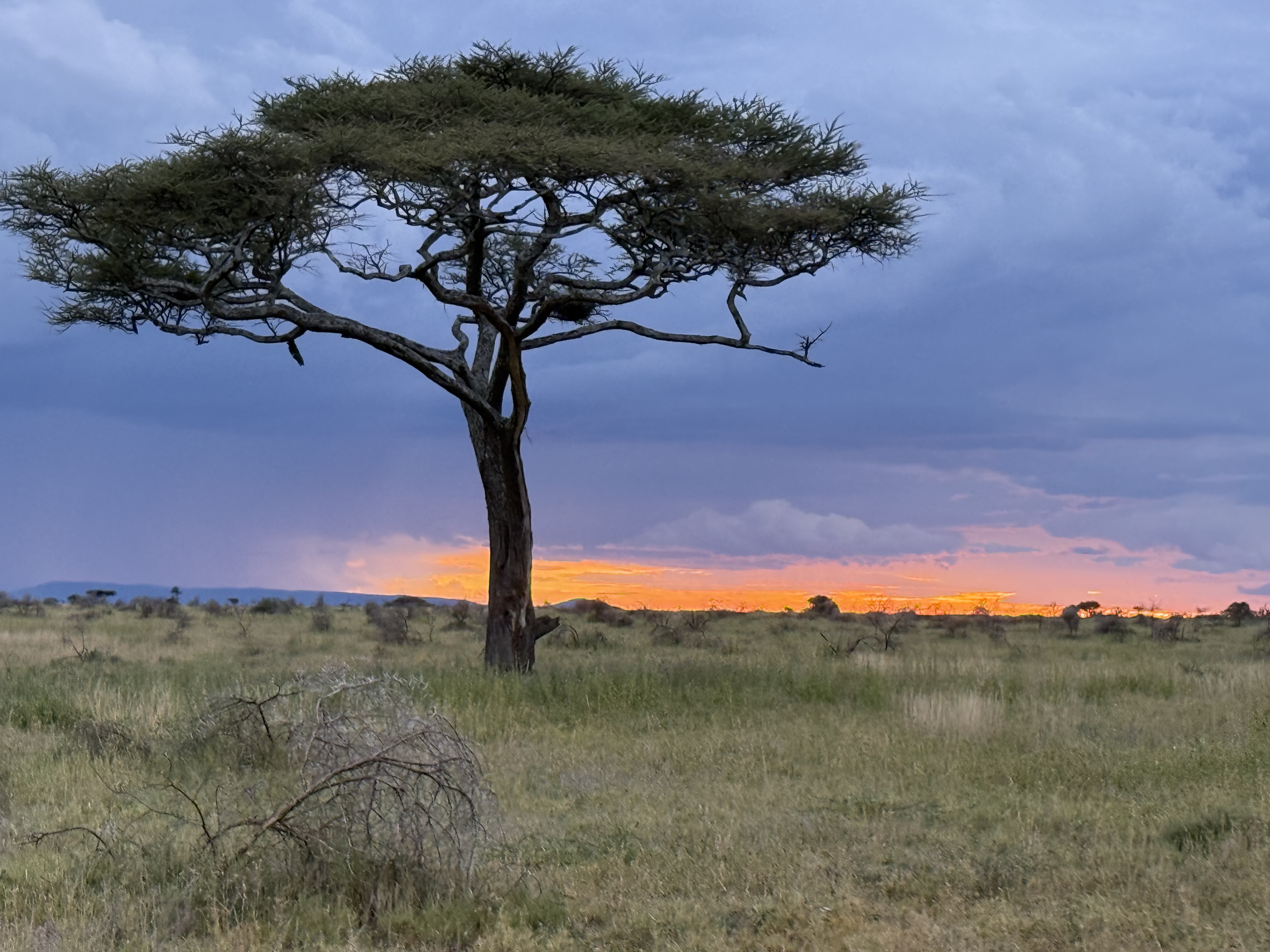 Savanna at dawn