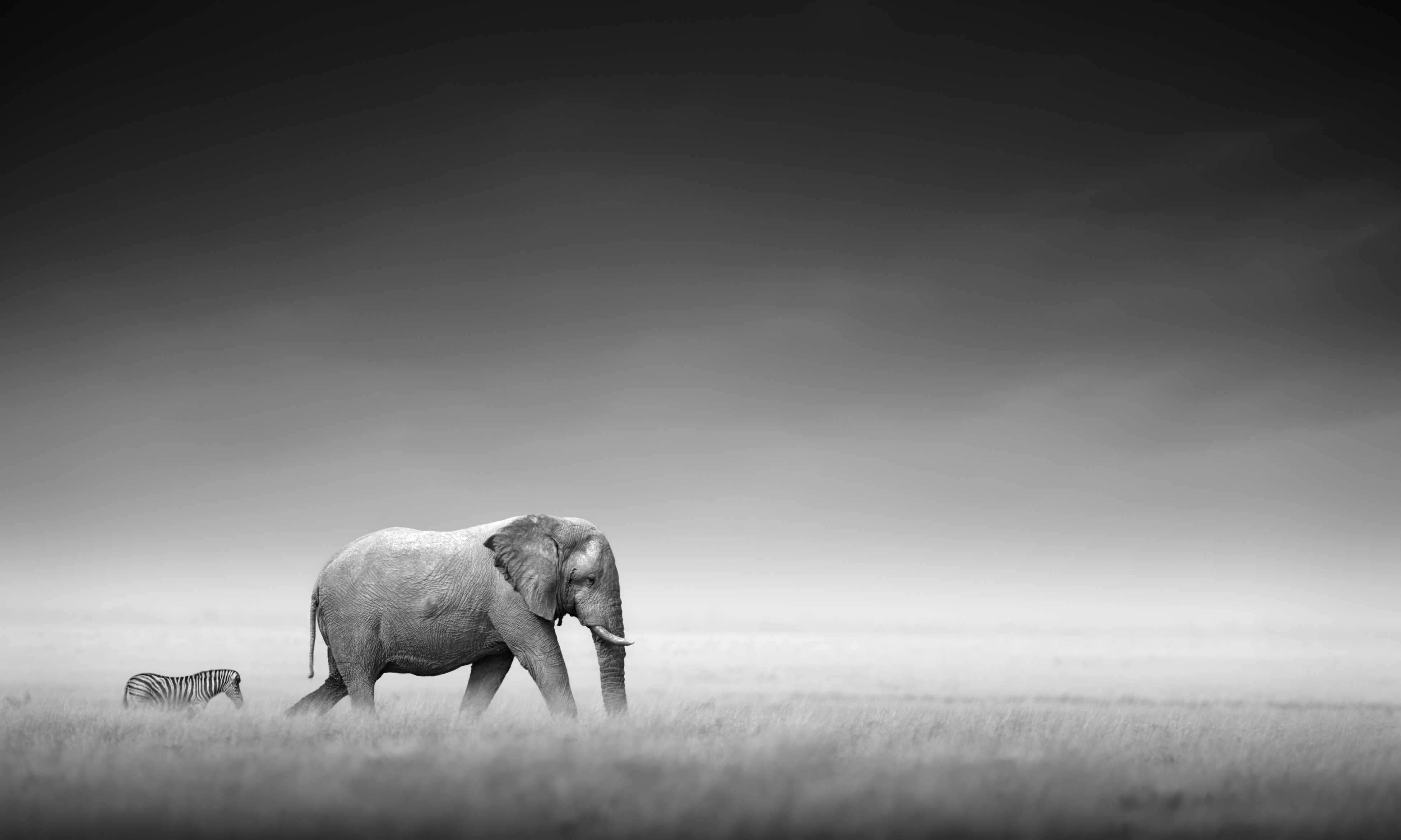 African safari view