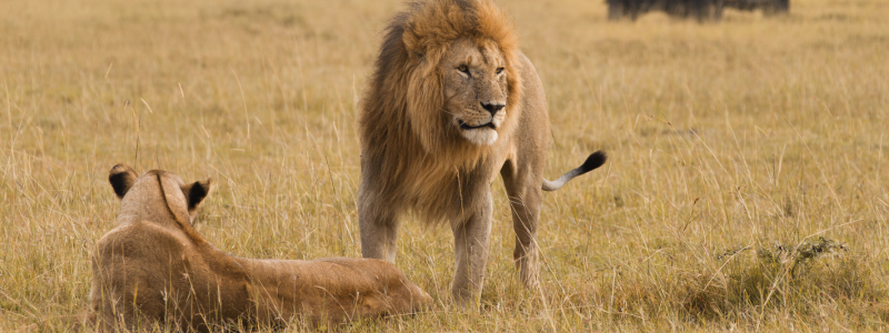 Africa nature landscape